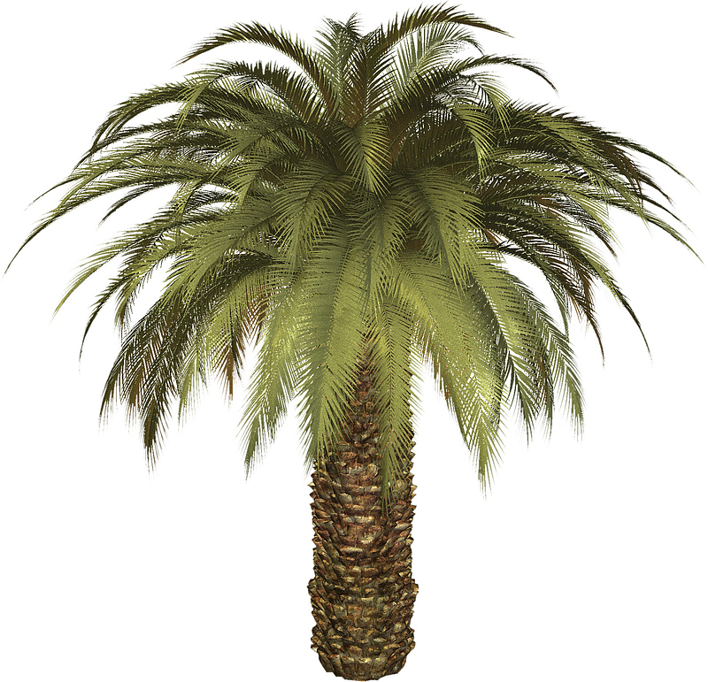 面口图3D棕榈树