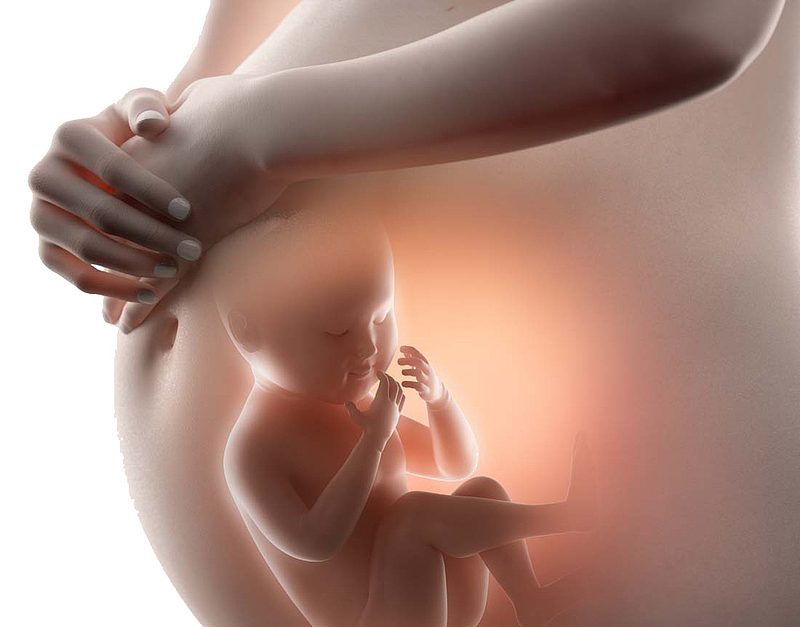 大肚子  婴儿 孕妇 孕妈 透视婴儿