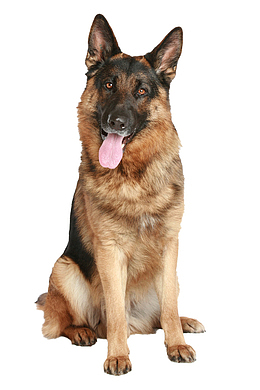 一只威武的德国牧羊犬