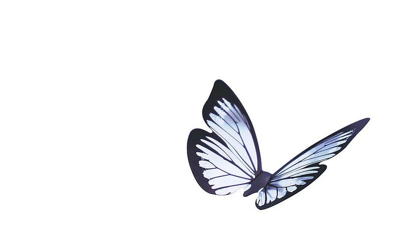 蝴蝶，春天，彩色，飞翔