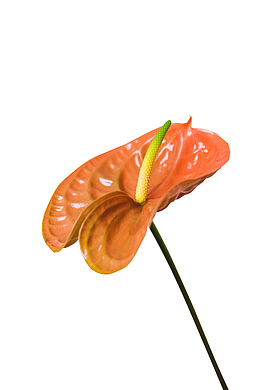 橘黄色的花朵免扣