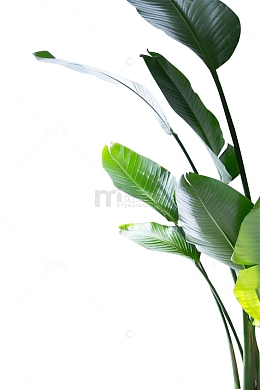 绿色热带树叶植物