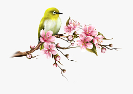 精美手绘中国风花鸟插画素材