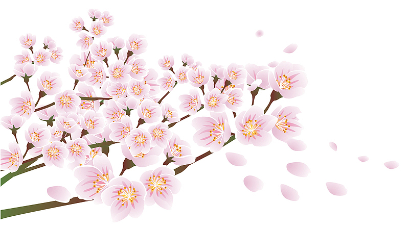 春天春分粉色花朵樱花树枝