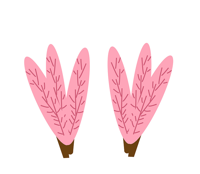 粉红色装饰植物