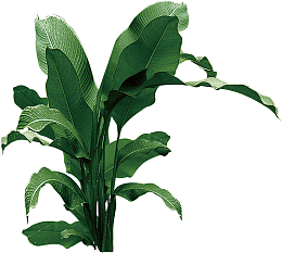 大阔叶绿植元素