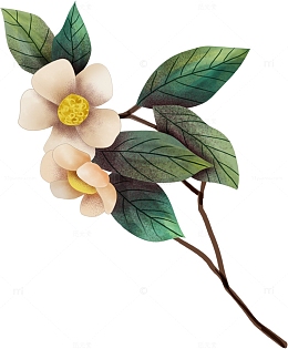 手绘山茶花简约风