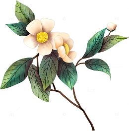 手绘山茶花花枝