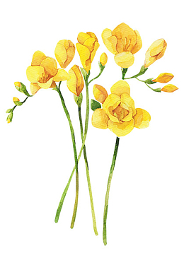 手绘黄色油菜花