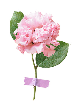 写真粉色 山茶花