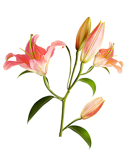 手绘写真百合花