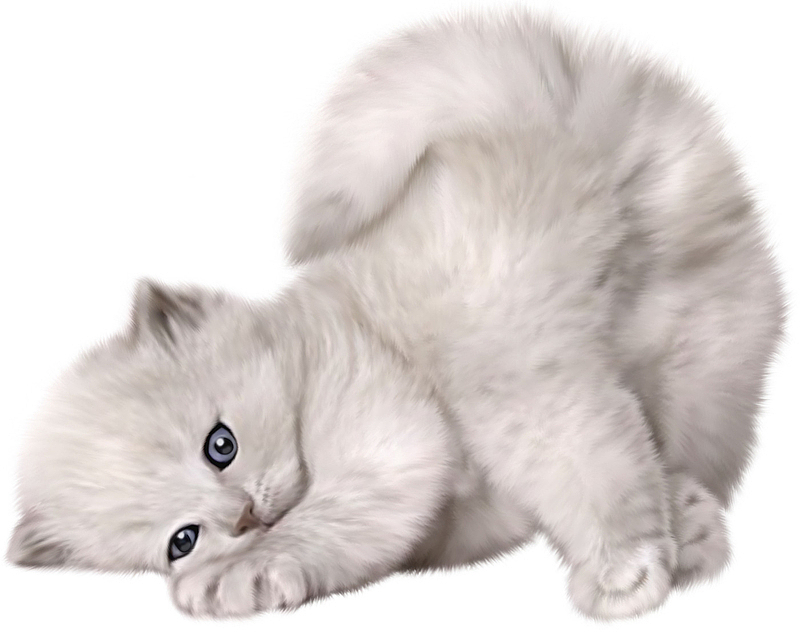 黑白动物 灰猫 流浪猫 玩耍的猫 黑白猫