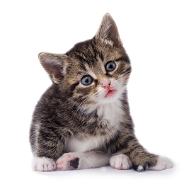 蓝猫 俄罗斯猫 胖猫 黑白猫