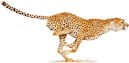 豹纹 狸花猫 金钱豹 摄影