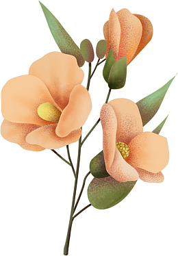 手绘清新山茶花