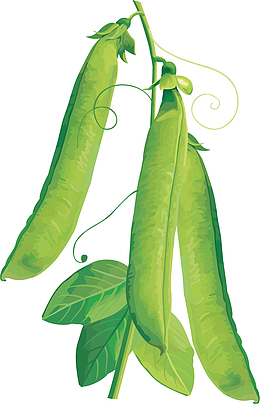 豌豆荚 青豌豆 豌豆 青豌豆角