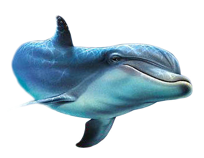 水 海豚 动物 海洋 公园 海洋动物