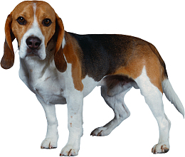 小狗 犬 狗狗