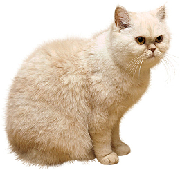 毛猫 猫 蓝猫 俄罗斯猫 胖猫 大头猫