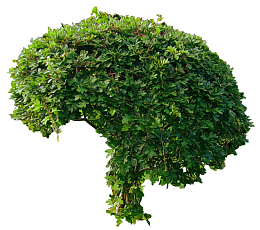 花盆 植物花卉 园林