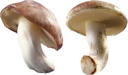 蘑菇 真菌 有毒