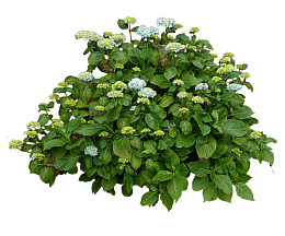 盆花 花盆 植物花卉 园林景观