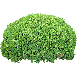 乔木 树木 大树 灌木 植物花朵