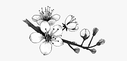 黑白水墨古风梅花插画素材