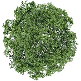 俯视参天大树的树顶