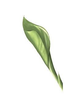 手绘万年青植物