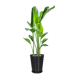 大型植物天堂鸟