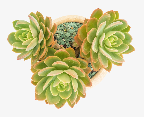 富士多肉植物盆栽素材