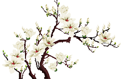玉兰花，免抠图