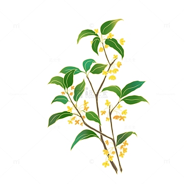 桂花桂花 png 手绘