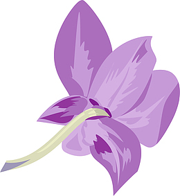 紫色的小花