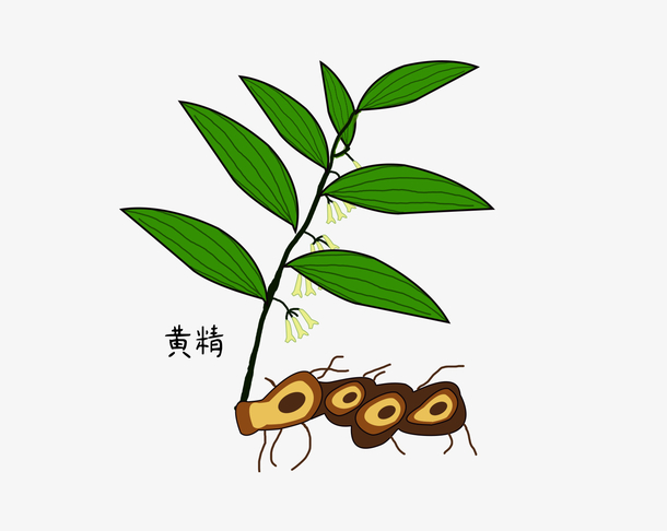 手绘黄精草药