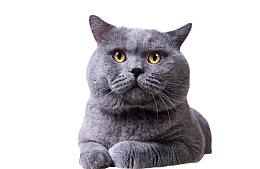 可爱的小懒猫蓝猫