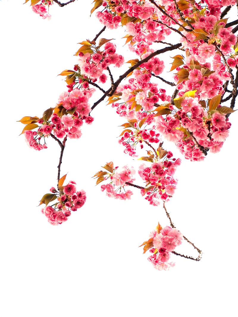盛开的樱花树下