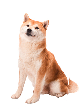 狗狗，可爱，柴犬，黄色