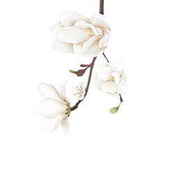 栀子花树上的花