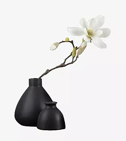 白玉木兰花插图