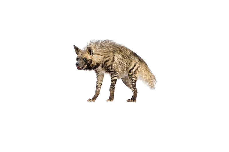 凶猛的鬣狗图像