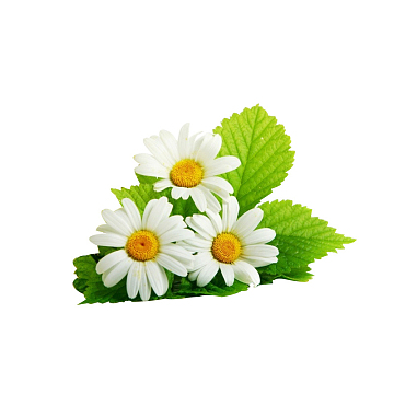 雏菊免费png彩色花朵花束免费png情人节鲜花花束免费png手捧鲜花素材
