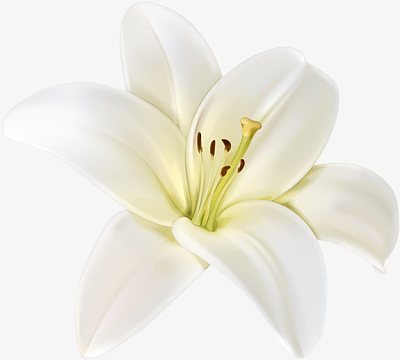 一朵超清的精美的百合花插画素材