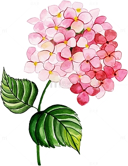 精美粉色手绘水彩风绣球花素材