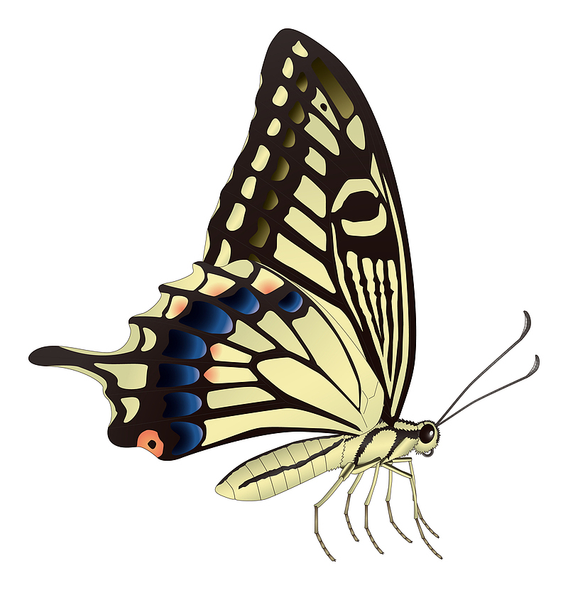 彩色蝴蝶昆虫PNG图片