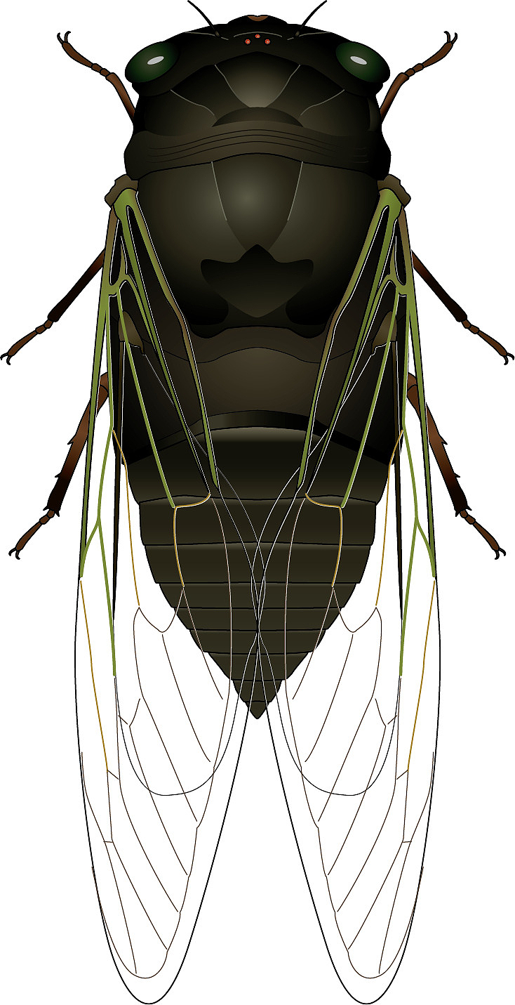 昆虫蝉PNG图片