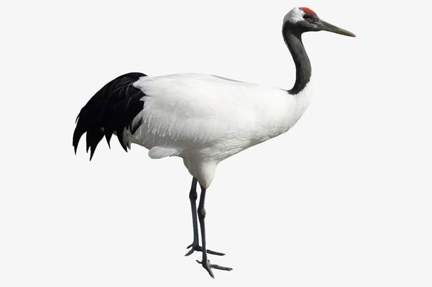 一只丹顶鹤透明图