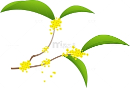 一支美丽的桂花