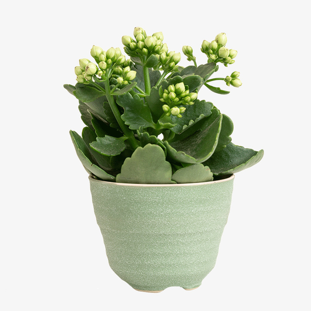 长寿花绿植盆栽素材免费下载_觅元素